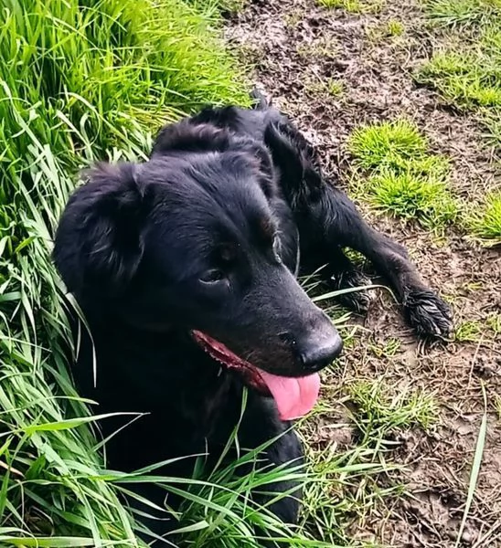 ANTONIA, mix labradorina cioccolato | Foto 4