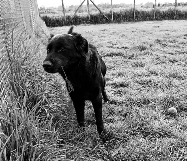 ANTONIA, mix labradorina cioccolato | Foto 2