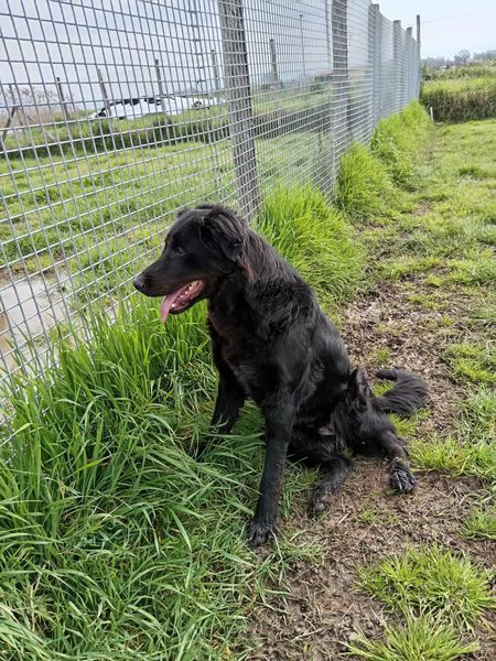 ANTONIA, mix labradorina cioccolato | Foto 0