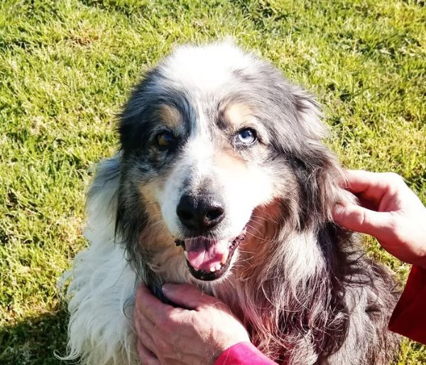 Paul Newman, PASTORE AUSTRALIANO DERIVATO | Foto 6