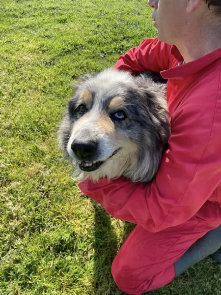 Paul Newman, PASTORE AUSTRALIANO DERIVATO | Foto 5