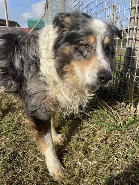 Paul Newman, PASTORE AUSTRALIANO DERIVATO | Foto 4