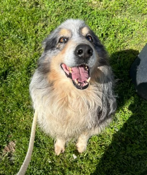 Paul Newman, PASTORE AUSTRALIANO DERIVATO | Foto 3