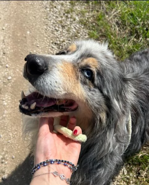 Paul Newman, PASTORE AUSTRALIANO DERIVATO | Foto 2