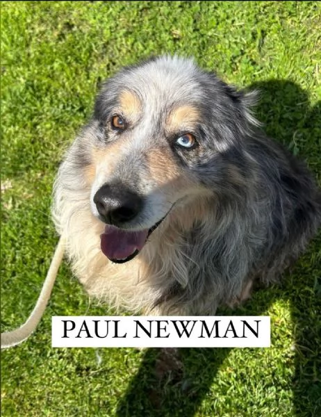 Paul Newman, PASTORE AUSTRALIANO DERIVATO