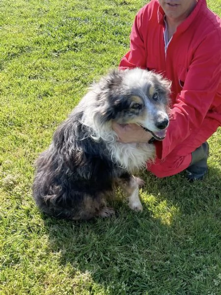 Paul Newman, PASTORE AUSTRALIANO DERIVATO | Foto 0