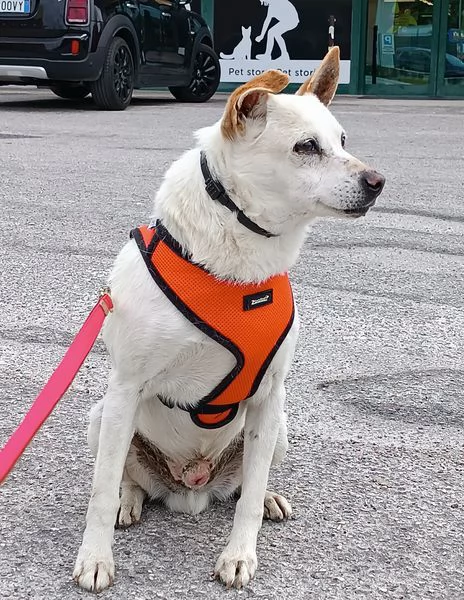 Gino, detto il chiacchierino | Foto 4