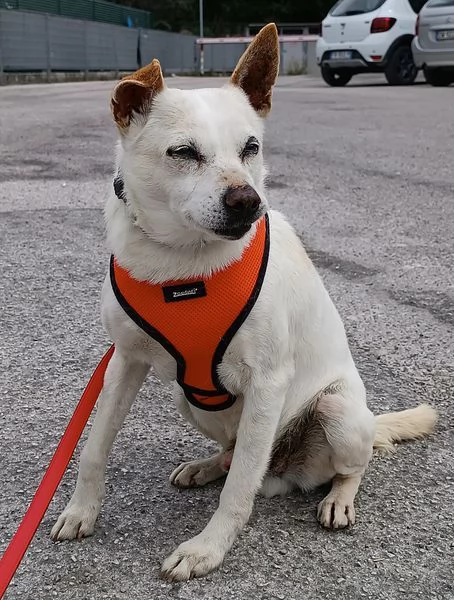 Gino, detto il chiacchierino | Foto 2