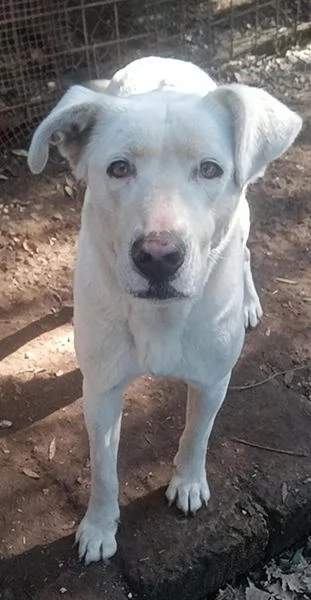 Clara, occhioni da cerbiatto | Foto 4