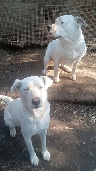 Clara, occhioni da cerbiatto | Foto 1