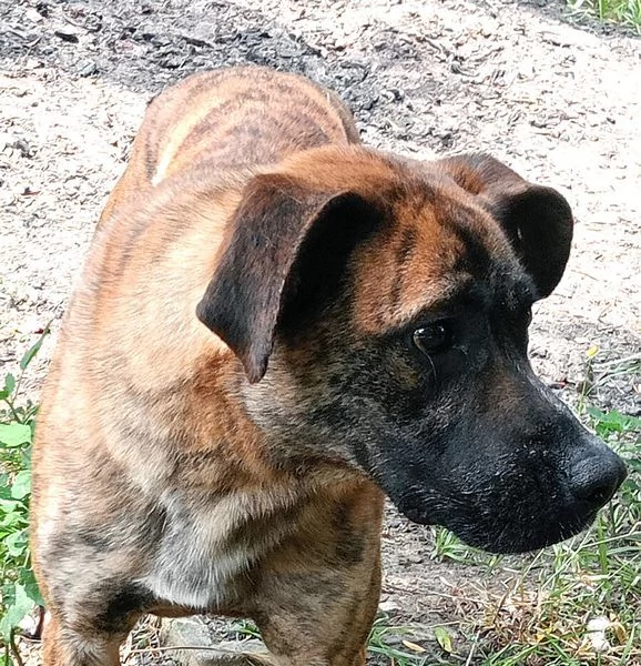 RUNA, MERAVIGLIOSA MIX BOXER | Foto 5