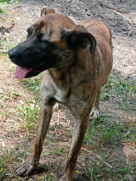 RUNA, MERAVIGLIOSA MIX BOXER | Foto 4