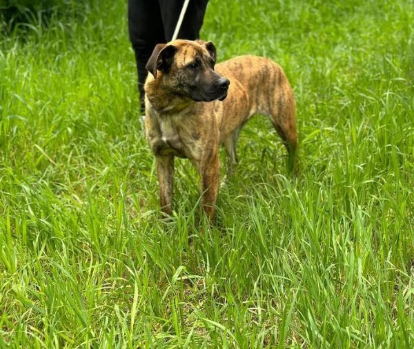 RUNA, MERAVIGLIOSA MIX BOXER | Foto 3