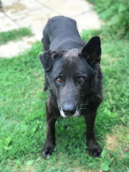 Nonno Martin, adozione del cuoricino | Foto 6