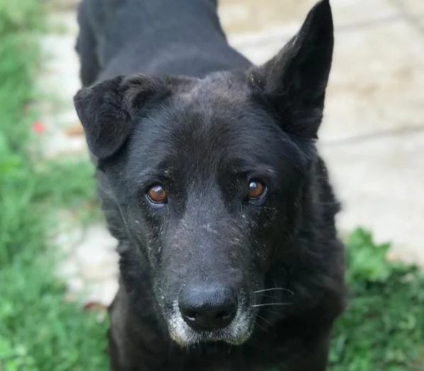 Nonno Martin, adozione del cuoricino | Foto 5