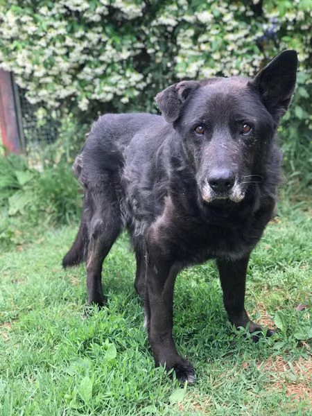 Nonno Martin, adozione del cuoricino | Foto 4