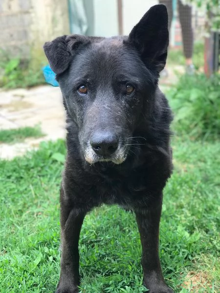 Nonno Martin, adozione del cuoricino | Foto 3
