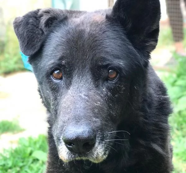 Nonno Martin, adozione del cuoricino | Foto 2