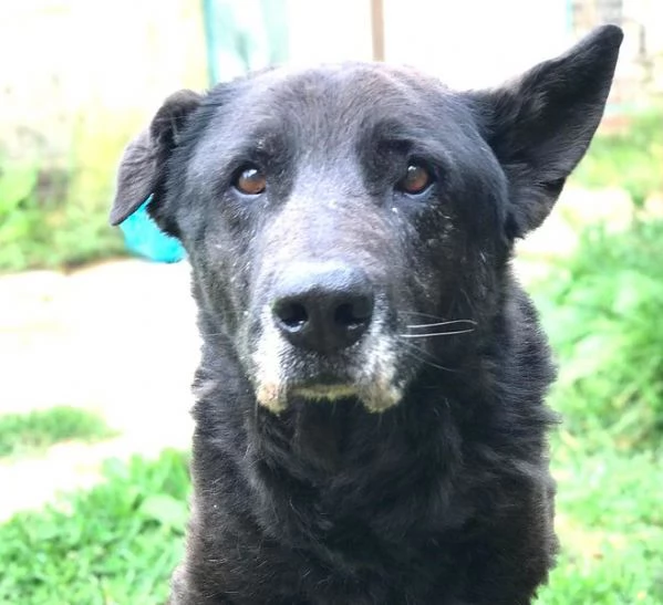 Nonno Martin, adozione del cuoricino