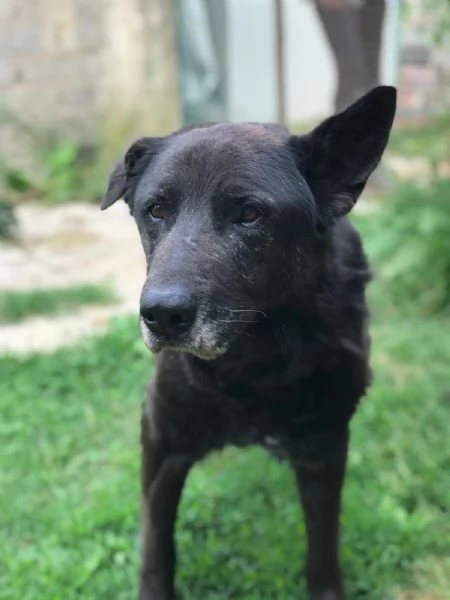 Nonno Martin, adozione del cuoricino | Foto 1