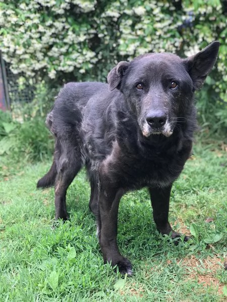Nonno Martin, adozione del cuoricino | Foto 0
