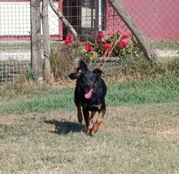 UP, simpaticissimo simil pincherino 