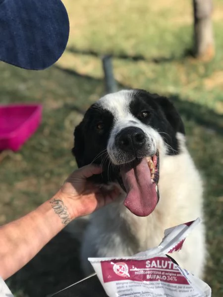 BUFFALO, CHE TIPO SIMPATICO | Foto 6