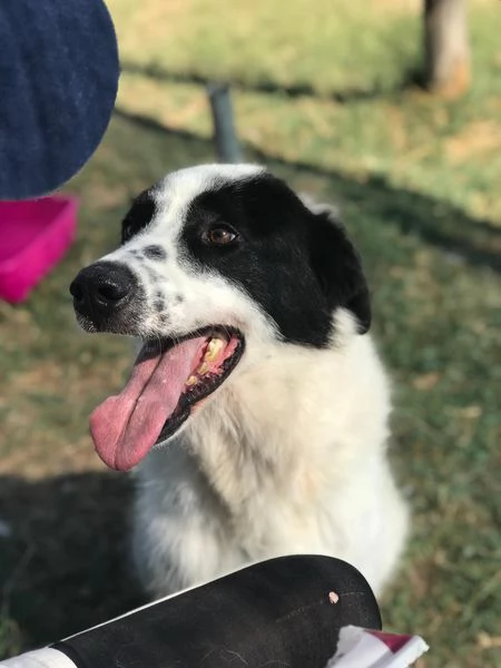 BUFFALO, CHE TIPO SIMPATICO | Foto 4