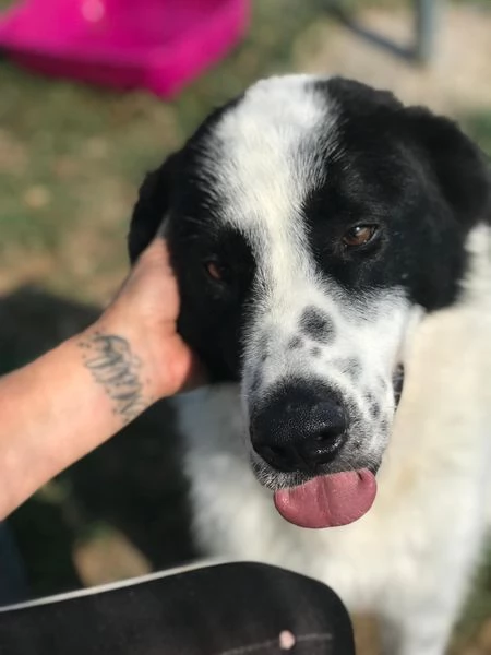 BUFFALO, CHE TIPO SIMPATICO | Foto 3