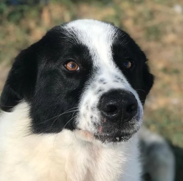 BUFFALO, CHE TIPO SIMPATICO | Foto 2