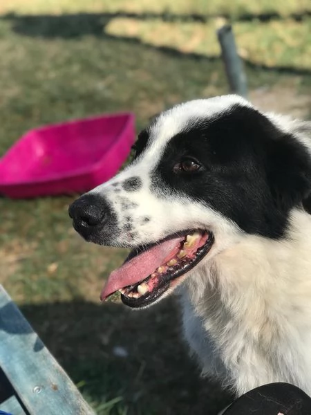 BUFFALO, CHE TIPO SIMPATICO | Foto 0