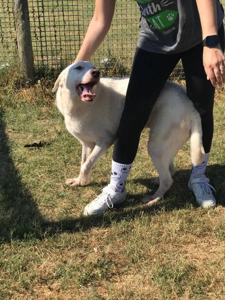 BOSTON, I SUOI OCCHI PARLANO DI LIBERTA' | Foto 5