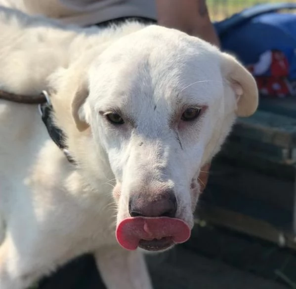 BOSTON, I SUOI OCCHI PARLANO DI LIBERTA' | Foto 4