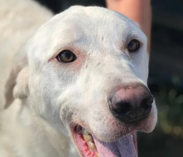 BOSTON, I SUOI OCCHI PARLANO DI LIBERTA' | Foto 3