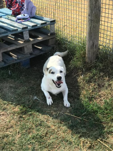 Lisa, piccola e dolce simil bassotta | Foto 6