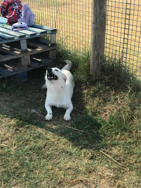 Lisa, piccola e dolce simil bassotta | Foto 5