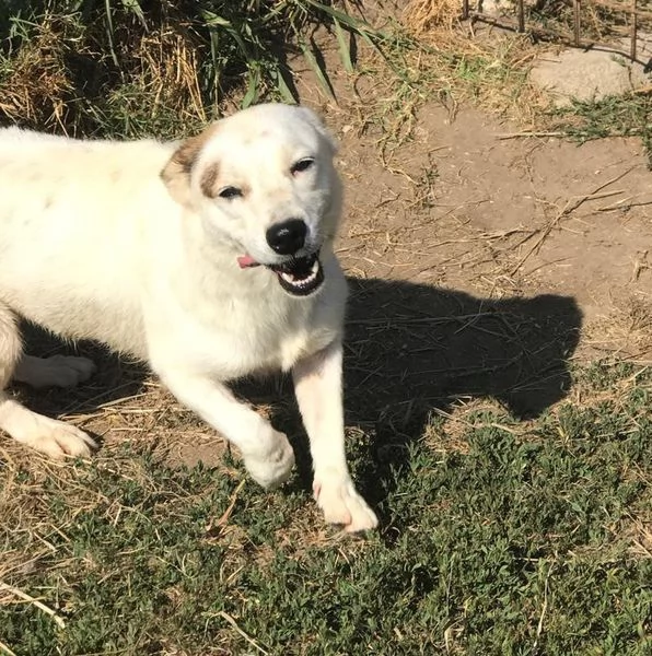 Lisa, piccola e dolce simil bassotta | Foto 4