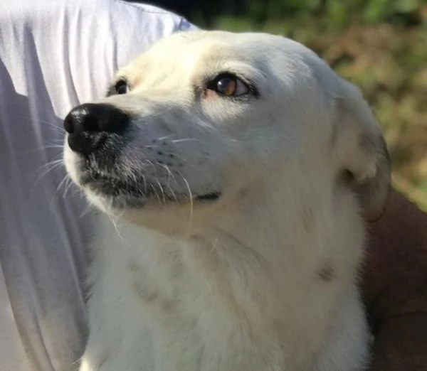 Lisa, piccola e dolce simil bassotta