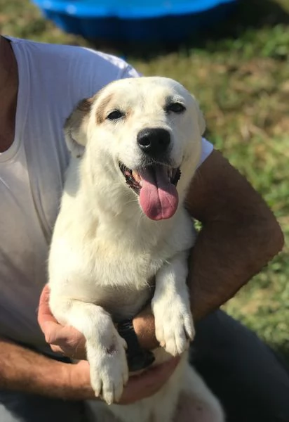 Lisa, piccola e dolce simil bassotta | Foto 2