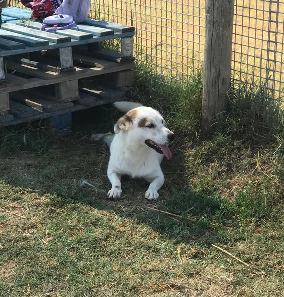 Lisa, piccola e dolce simil bassotta | Foto 1