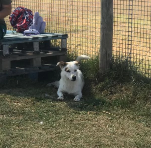 Lisa, piccola e dolce simil bassotta | Foto 0