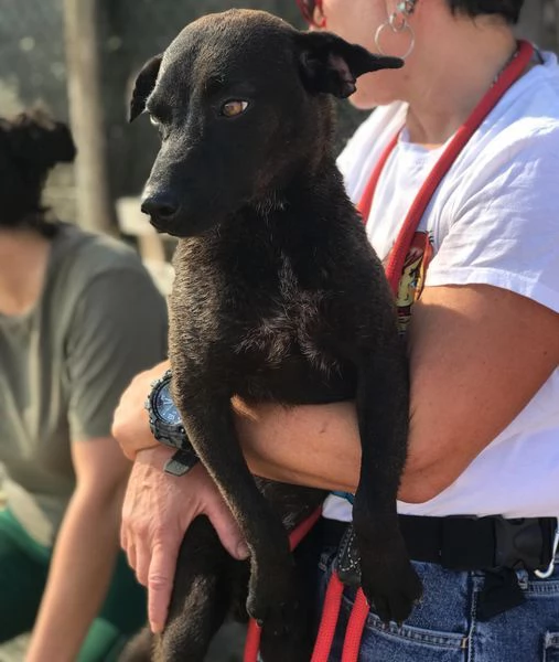 Hennè un concentrato di allegria | Foto 6