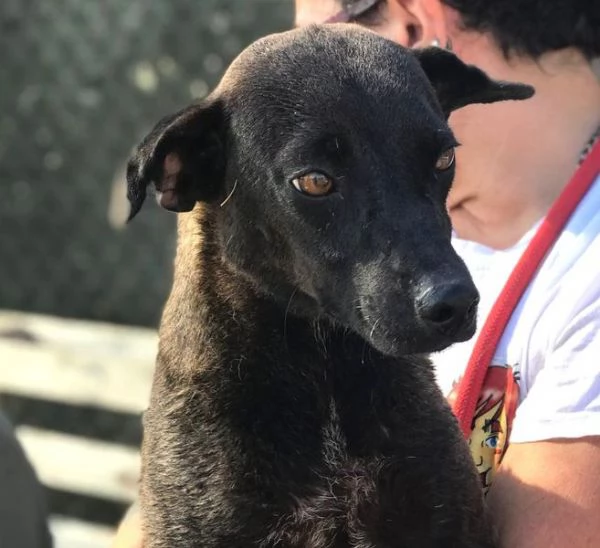 Hennè un concentrato di allegria | Foto 5