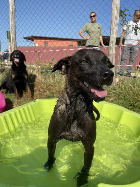 Hennè un concentrato di allegria | Foto 2