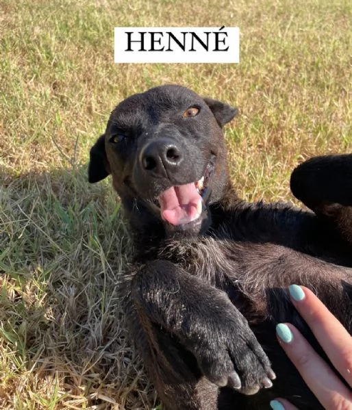 Hennè un concentrato di allegria