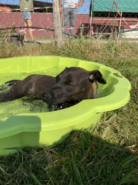 Hennè un concentrato di allegria | Foto 0