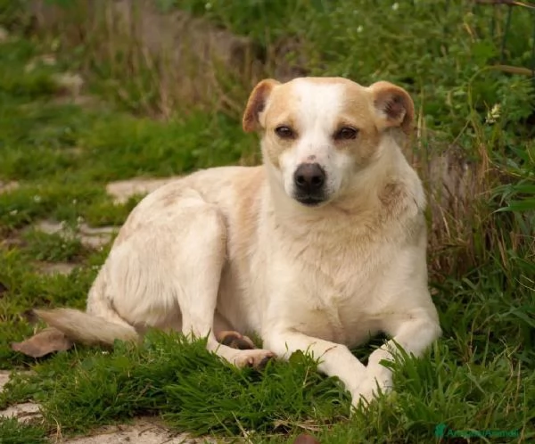 PANNA. adozione del cuore