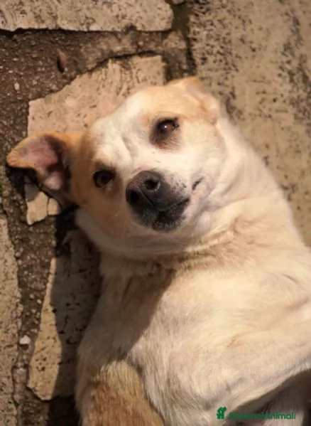 PANNA. adozione del cuore | Foto 6