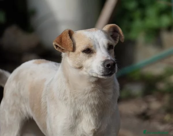 PANNA. adozione del cuore | Foto 5