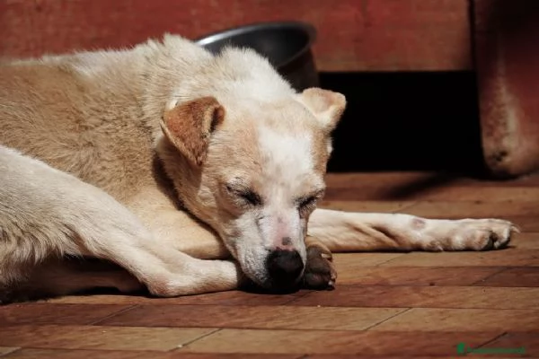 PANNA. adozione del cuore | Foto 4